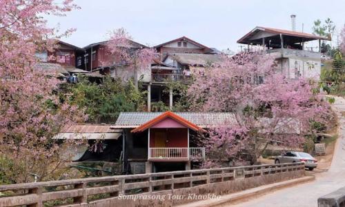 บ้านร่องกล้า หมู่ 10 ต.เนินเพิ่ม อ.นครไทย จ.พิษณุโลก